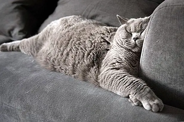 кредит: Карлос Г. Лопес / Момент / GettyImages