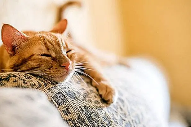 Признаки, которые кошка связывает с вами