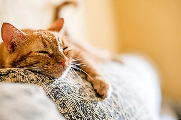 кредит: Мануэль Брева Колмейру / Момент / GettyImages