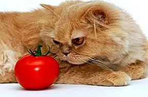 Может ли ваша кошка быть вегетарианцем?