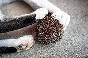 Канадская ветеринарная медицинская ассоциация против раскаяния у кошек