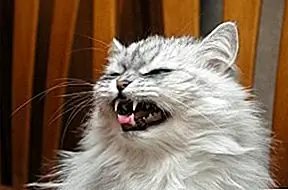 Cat-astrophe: проблемы с плохим поведением и способы их устранения