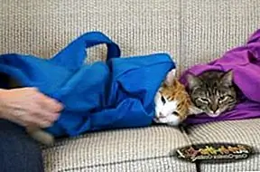 Перевозчик мешка для кошек удваивает как «Snuggie» для кошек
