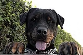 Собачья атака: они появляются из Pooches или людей?
