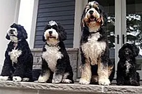 Породы собак 101: Знакомство с Bernedoodle [Видео]