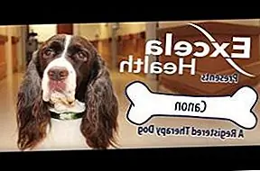 Dog-Cam показывает день в жизни собаки-терапевта [Видео]