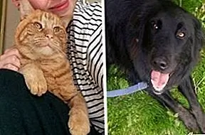 Каналы собак Lassie, чтобы найти пропавшего кота, застрявшего в люке
