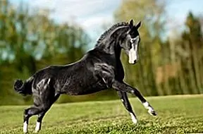 Лошадь Ахалтеки