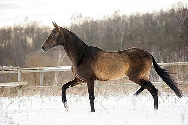 Ахалтекинские лошади - экзотические, изящные, мощные, атлетические и элегантные. Порода имеет несколько характеристик, которые отличают ее от других пород лошадей.