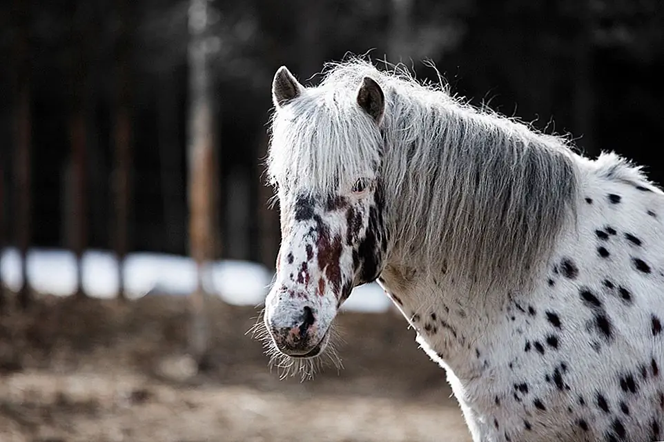 Поскольку лошадь Алтая не высока, было бы легче ухаживать за этой лошадью по сравнению с ухаживанием за другими породами. И вы можете использовать ту же рутину, чтобы жениться на вашем Алтае, как вы бы использовали для любого другого лошади. Например, когда ваш Алтай становится слишком грязным для простой сессии чистки, вы можете искупать его мягким шампунем для лошадей.