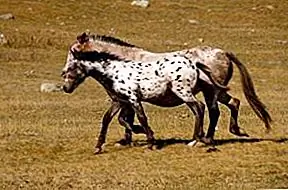 Алтайская лошадь