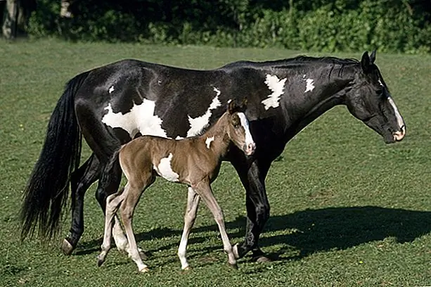 Как и для всех других пород лошадей, American Paint Horse требует регулярного ухода, чтобы сохранить свою красоту и здоровье. Вам нужно будет использовать стандартные инструменты для ухода за лошадьми, такие как кисть для отделки тела для чувствительных областей, таких как ноги и лицо, карри-гребень, чтобы избавиться от распущенных волос и грязи, и щетку-денди, чтобы еще больше ослабить волосы, грязь и грязь от пальто лошади. Вам также понадобится использовать гребень гривы для использования специально на гриве, лезвие для удаления, чтобы ослабить волосы из пальто, хвостовую щетку для хвоста и копыто, чтобы эффективно удалять обломки, такие как камни, из лошадиные копыта.