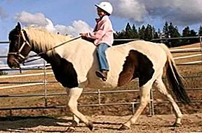 Американская красная лошадь