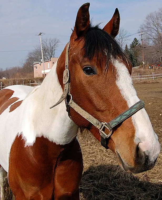 Американская красная лошадь имеет четкую белую маркировку, которая будет отличаться по размеру, хотя рисунки на этих лошадях являются стандартными. Два преобладающих рисунка, по сути, являются тобиано и overo, которые отличаются положением белого цвета на теле животного.