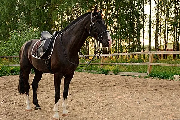 Чтобы ваша американская четверть-лошадь выглядела лучше всего, вы должны регулярно посещать своего компаньона.