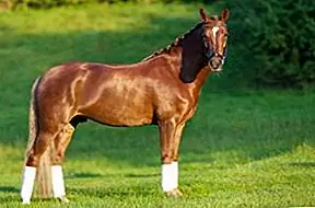 Американская четверть лошади