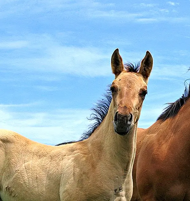 У Лошади четверти есть несколько отличительных особенностей, включая короткое, тяжело мускулистое тело с уверенной походкой, которая обеспечивает удобную езду. У этих лошадей также есть наклонные и мощные плечи, мощные задние конечности, глубокий сундук и мышечная шея.