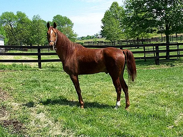 Американская седельная порода известна своей сильной короткой спиной. Его бочонок также круче, чем у большинства светлых пород, а шея лошади тонкая, хорошо изогнутая и длинная, плавно перемещаясь в плечо хорошо сформированного плеча.