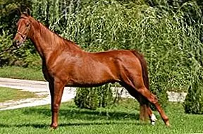 Американская седельная лошадь