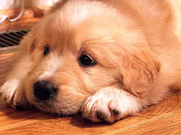 Быть крестообразной собакой-дизайнером означает, что есть шанс наследовать некоторые проблемы со здоровьем либо с линии Золотого ретривера, либо с Великими Пиренеями. Породы Великих Пиренеев склонны к раздуванию, дисплазии тазобедренного сустава, раку кости и высушенным пателлам. Поскольку их мех настолько густой и плотный, они также имеют проблемы с кожей, если они горячие или влажные, где они находятся. Золотые Пиренеи могут также взять из Великих Пиренеев, имея двойные когти росы (похожие на большой палец, хотя иногда он не прикрепляется к кости). Хотя это не проблема со здоровьем, скажем, важно следить за ними, поскольку их иногда можно случайно сорвать или раздражать, и в этом случае их следует удалить позже. У золотистых ретриверов часто возникают такие проблемы, как рак, врожденные дефекты глаз, дисплазия тазобедренного сустава, болезнь Виллебранда, сердце, а также проблемы с кожей. Они также склонны набирать вес довольно легко.