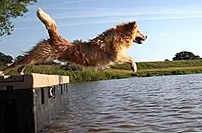 Золотые Пиренеи