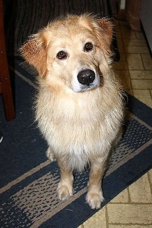 Эта порода собак известна как «гигант», что также означает, что у них есть гигантский аппетит. Лучше всего от четырех до пяти чашек сухих сухих кусочков, чтобы сохранить здоровье этой большой собаки и зубы в хорошей форме. Золотые ретриверы также, как известно, набирают вес довольно легко, поэтому лучше всего хорошо следить за тем, что и когда они едят, чтобы избежать перекармливания.