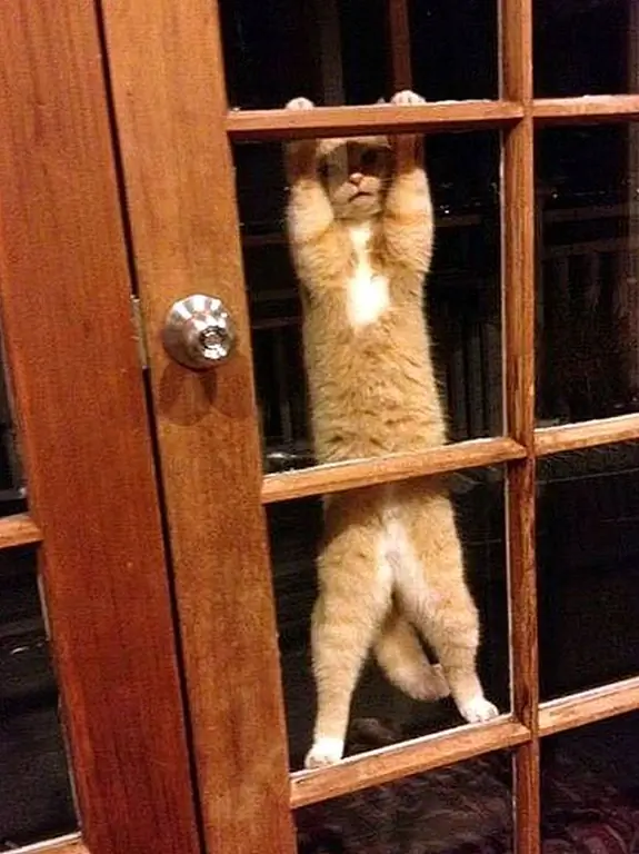 кредит: Imgur кредит: Imgur