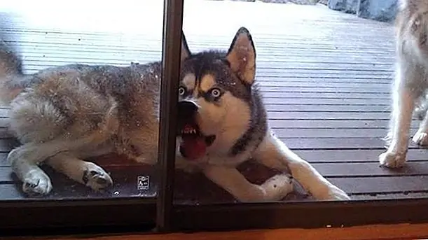 кредит: Imgur кредит: Imgur