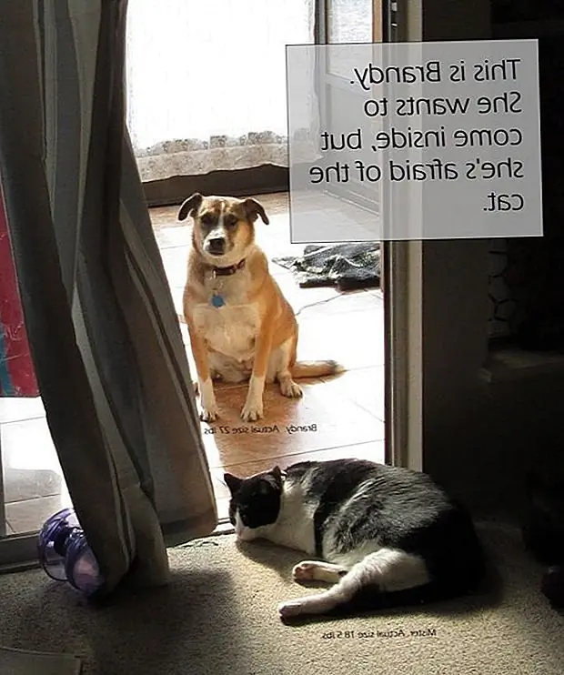 кредит: Dog Shaming кредит: Dog Shaming