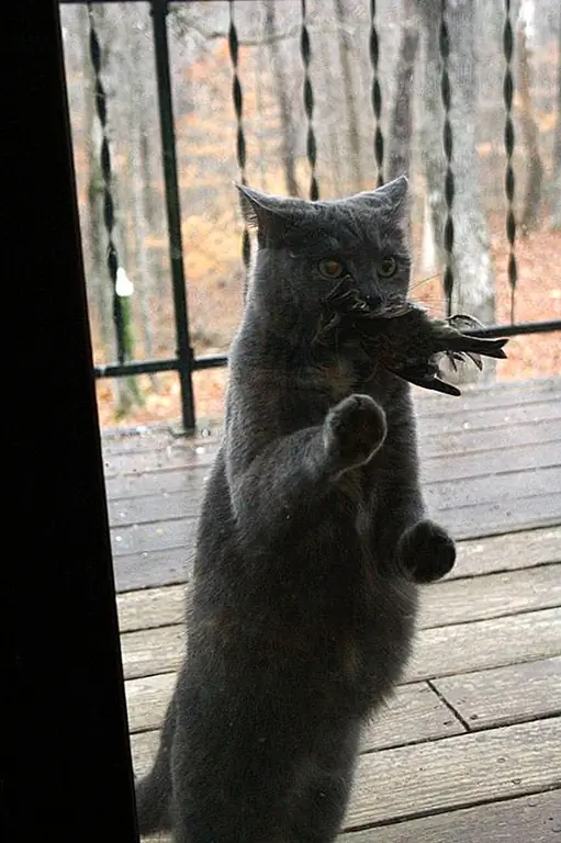 кредит: Imgur кредит: Imgur