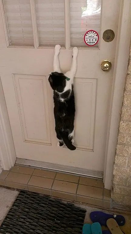 кредит: Imgur кредит: Imgur