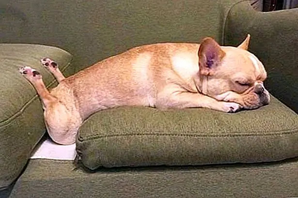 20 Смешные фотографии собак, которые, вероятно, нужно перезагрузить