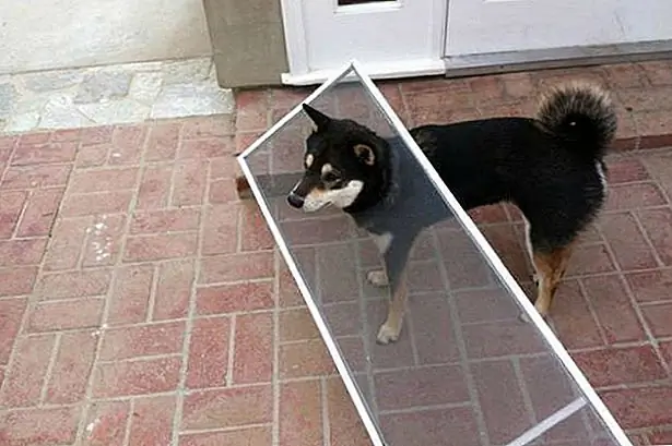 20 GIF, которые напоминают вам, почему вы любите собак