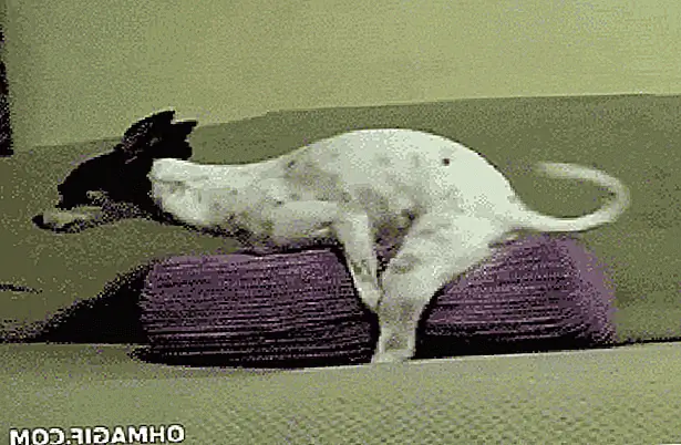 кредит: Гифи