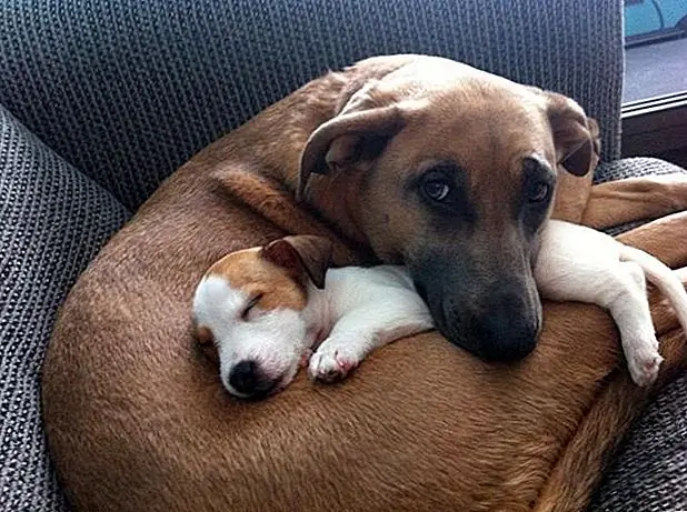 кредит: Monkey_In_A_Tub