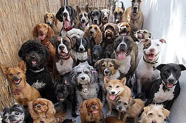 7 Профили собак для прокрутки влево