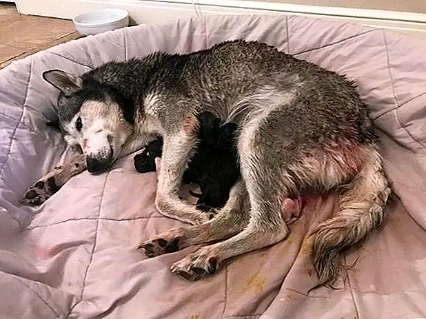 кредит: Facebook