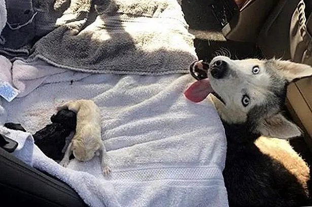 Очаровательная Хаски дает рождение в женском «Мерседесе» и «Не говори своему мужу»