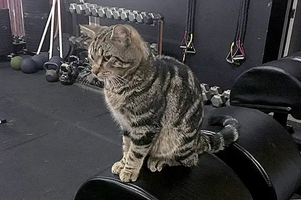 Cat показывает до CrossFit, чтобы спросить: «Бро, ты даже мяушь?»