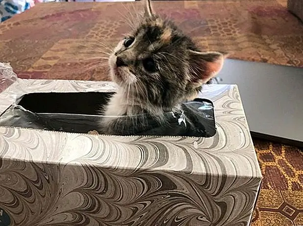 «Вся эта суета для меня немного старого?» кредит: @Britneydortiz / Twitter