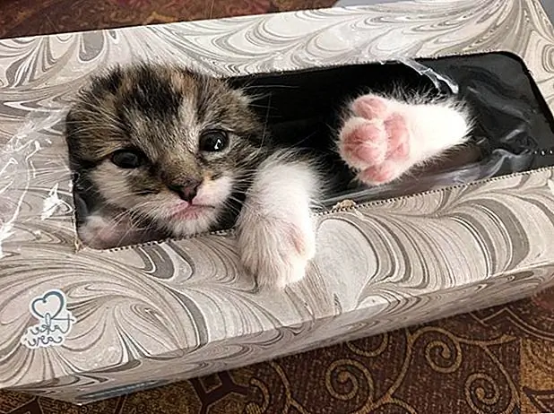 Дедушка находит пропавшего котенка, спящего в коробке Kleenex