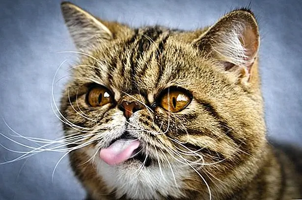 Просто 21 сасси животных, которые заставят вас смеяться каждый раз