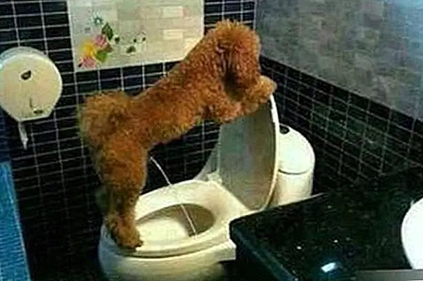 Всего 31 GIF самых умных животных, которые мы когда-либо видели
