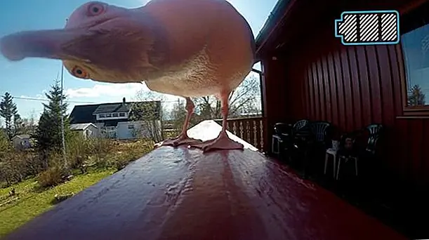Мой! Чайка крадет GoPro и улетает с потрясающей видеороликой