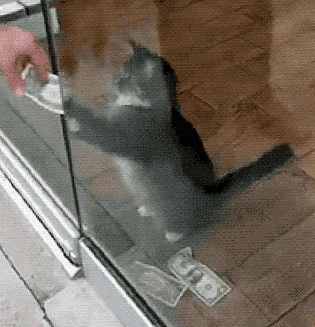 кредит: CASHnip Kitty кредит: CASHnip Kitty