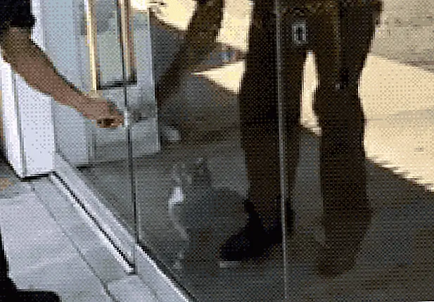 кредит: CASHnip Kitty кредит: CASHnip Kitty