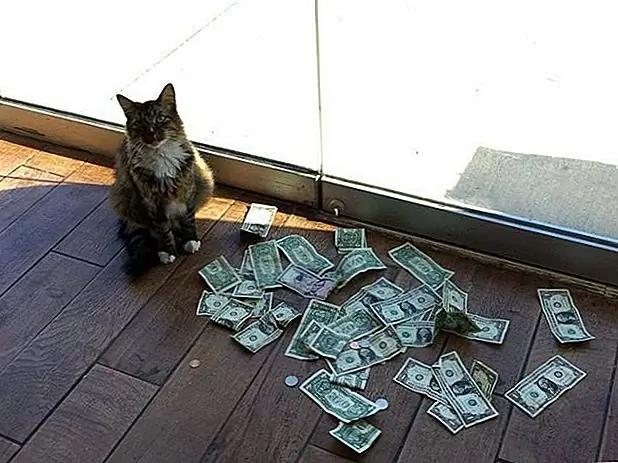 кредит: CASHnip Kitty кредит: CASHnip Kitty