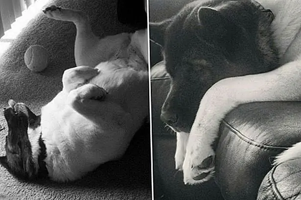 Дайте рождественское чудо семье Поиск потерянной, больной собаки