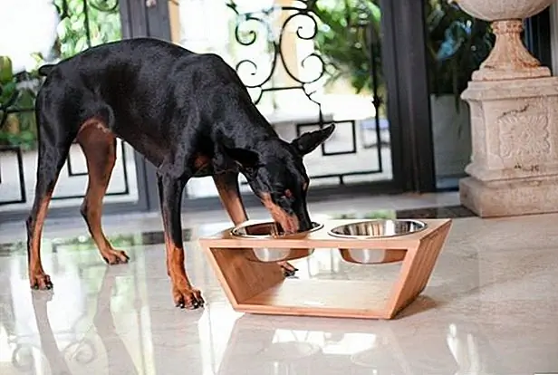 кредит: Pet Lounge Studios