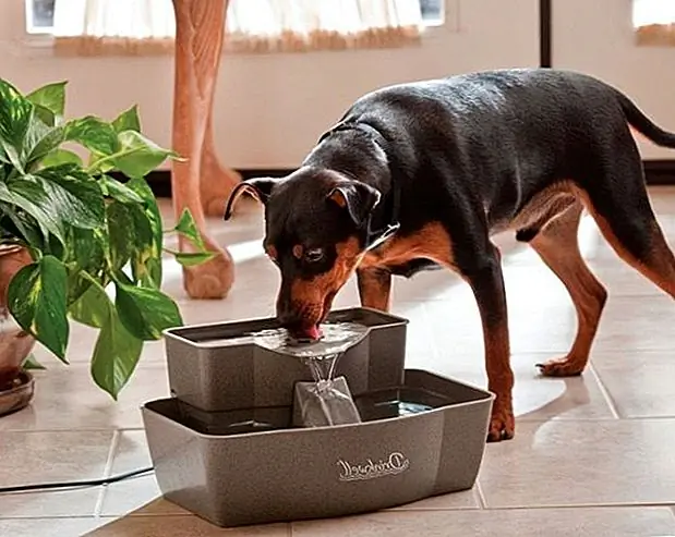 кредит: PetSafe